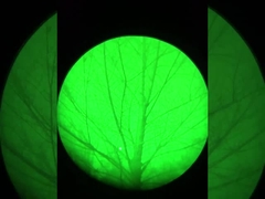 रात्रि दृष्टि प्रभाव